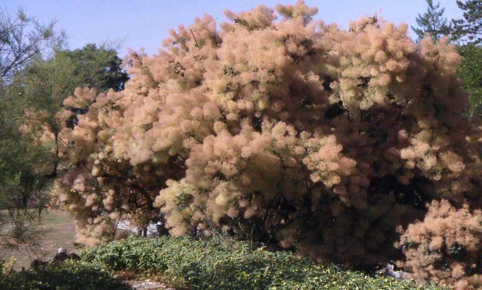 Il giardino roccioso a Villa