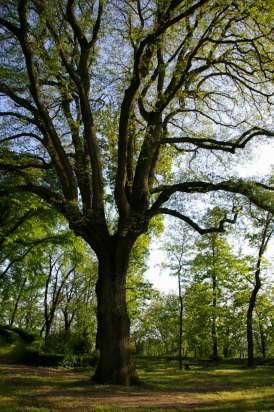 assicurare il carattere scientifico dell intervento.