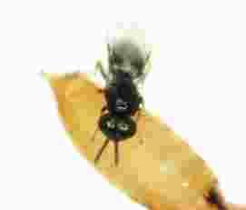 ) Col. Staphylinidae(e.g. Dalotia spp.