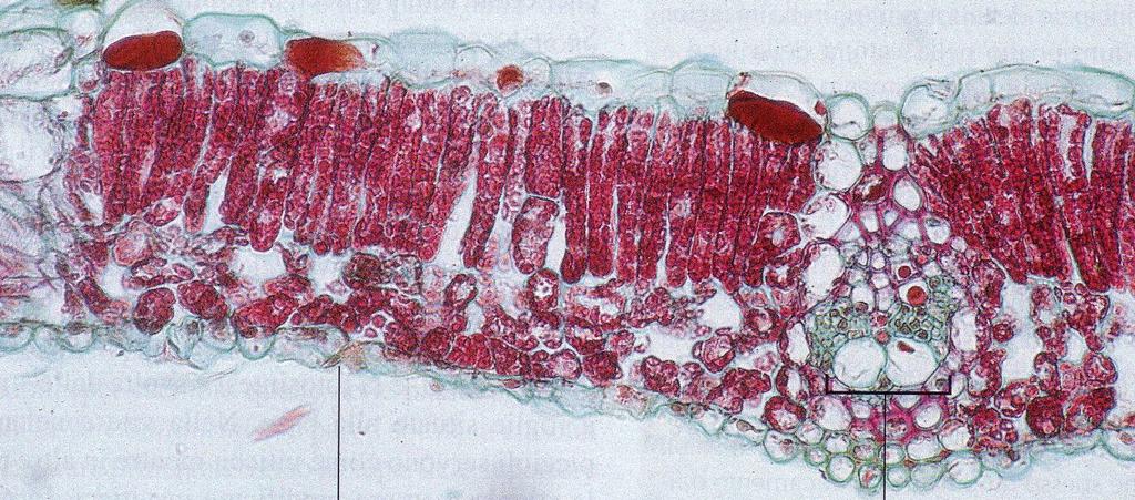 Tra le foglie di una stessa pianta possono essere osservate differenze strutturali riconducibili alle