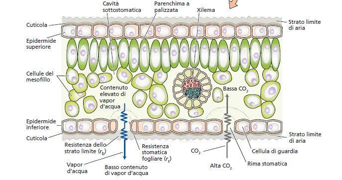 attraverso gli stomi diffondono CO 2, O 2, H 2 O O 2 L acqua che bagna le pareti cellulari del mesofillo evapora negli spazi intercellulari e sotto forma di vapore