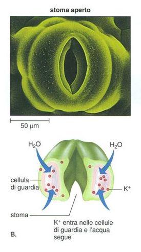 L apertura / chiusura degli stomi è influenzata da: luce, temperatura, umidità, concentrazione di CO 2 In presenza di luce le cellule di guardia assorbono attivamente ioni K dalle cellule adiacenti