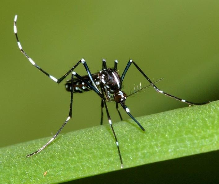 Aedes (Stegomya) albopictus (Skuse,