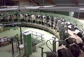 soglia di attenzione; 22 campioni di latte in allevamento per monitoraggio