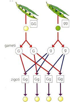 La prima legge di Mendel: nuova lettura Gli individui nella generazione F1 ereditano una allele G da un genitore e l allele g dall altro: sono quindi