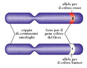 Geni e alleli Ogni cromosoma è costituito da molti geni.