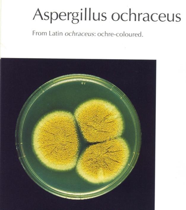 OCRATOSSINE Presenti nelle regioni temperate in tutti i cereali e nelle regioni