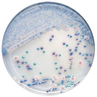 Assenza di Candida albicans in prodotti a base