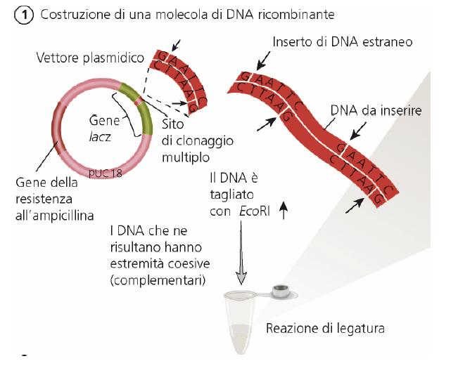 Cosa è il DNA ricombinante?