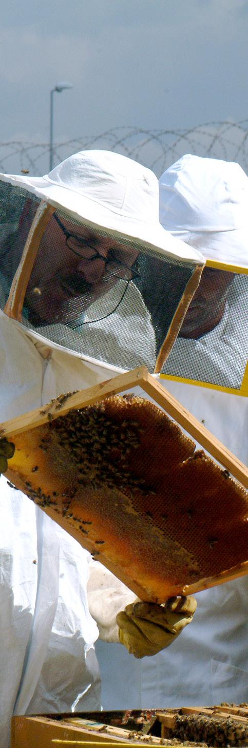 Ruolo del veterinario Formare gli apicoltori al possesso responsabile delle api resta una delle peculiarità del medico veterinario.