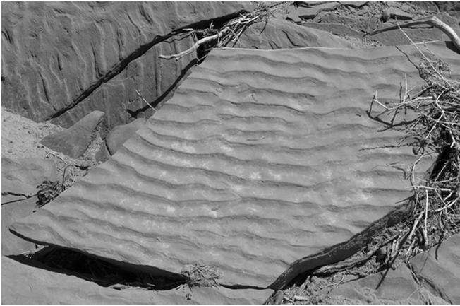 Litologia: il tipo di sedimento che contiene i fossili è indicativo dell'ambiente in cui si è formato (ad es.