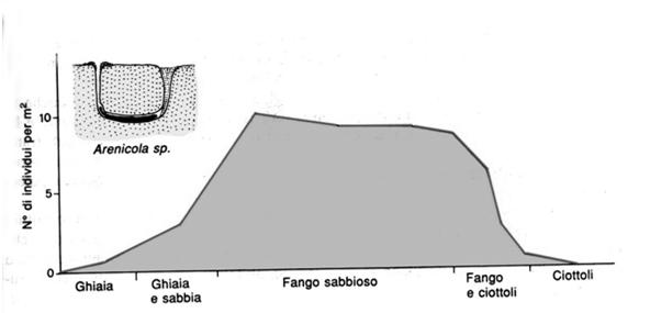 Variazioni dell abbondanza del genere Arenicola a