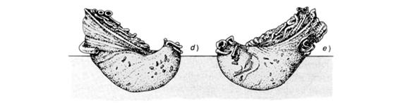 paleoecologica Campionamento Superficie Volume