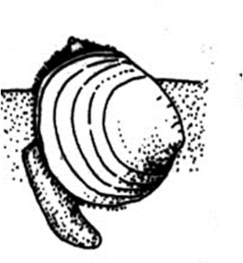 Alcune forme con sifoni vivono infossate nel sedimento, che non deve essere roccioso Altre forme si muovono