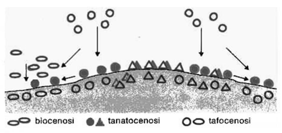 TAFOCENOSI ASSOCIAZIONE FOSSILE od ORICTOCENOSI