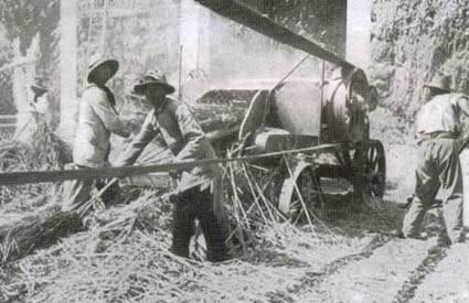 canapa in esso contenute; le fibre di canapa hanno un colore giallastro.