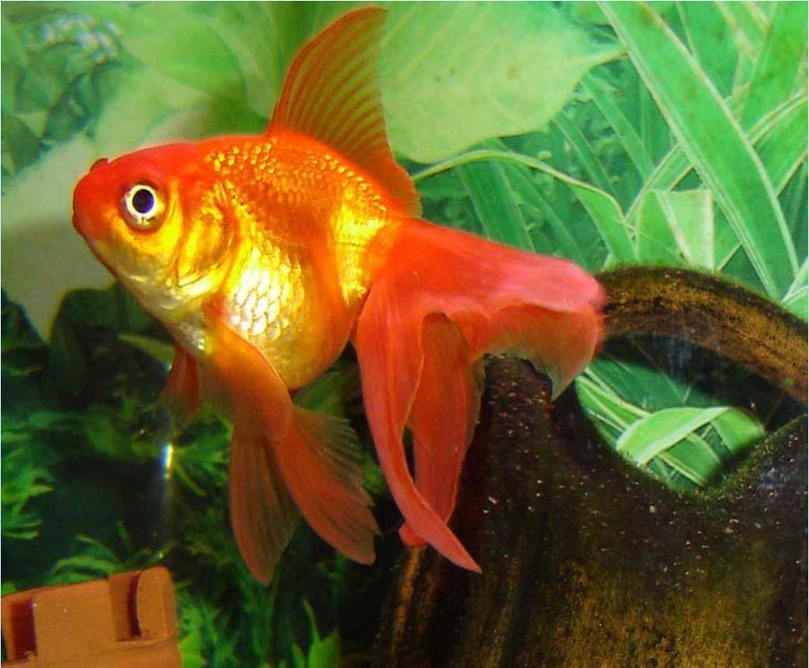 In un grande acquario, nella grande casa di Violetta, vivono tanti pesci bellissimi e rarissimi, colori incantevoli,