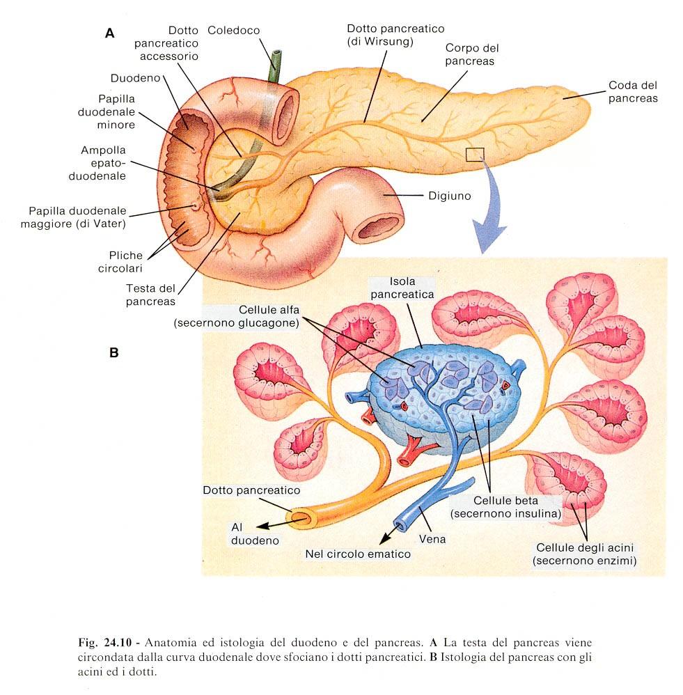 Parenchima pancreatico: parte endocrina (1%) Piccoli aggregati epiteliali detti isolotti pancreatici o isole del Langherans (IL) ovvero sottili cordoni epiteliali