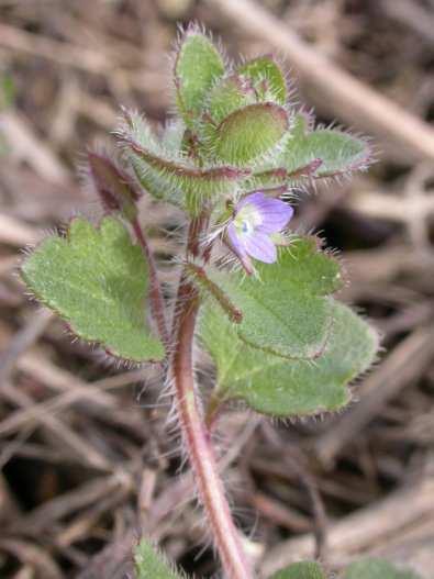 delle specie più frequenti: Stellaria media (centocchio)