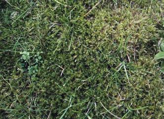Condizioni preferenziali di insediamento per le principali specie infestanti dei tappeti erbosi Condizioni Specie infestanti Terreno ricco di azoto Poa annua, Lolium (varie specie).