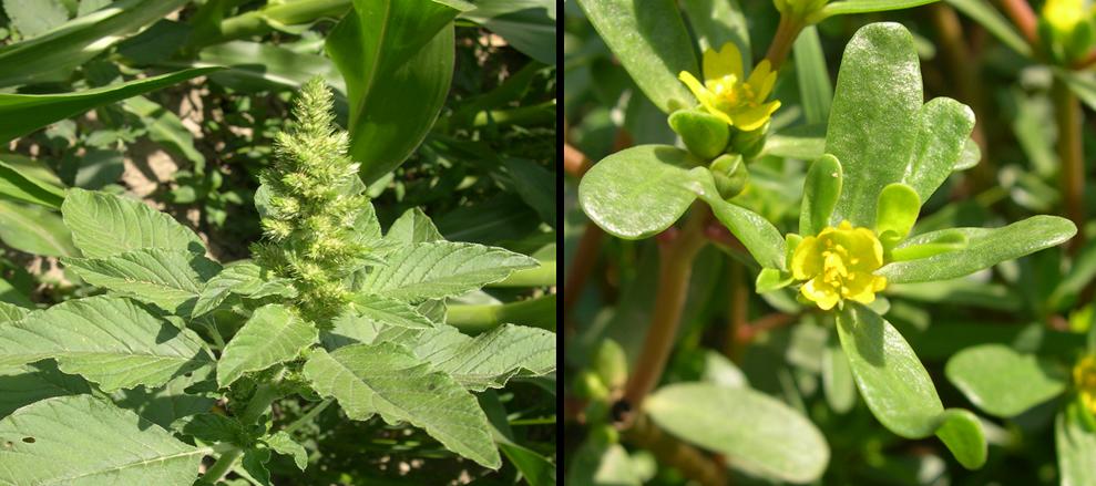 Chenopodium album