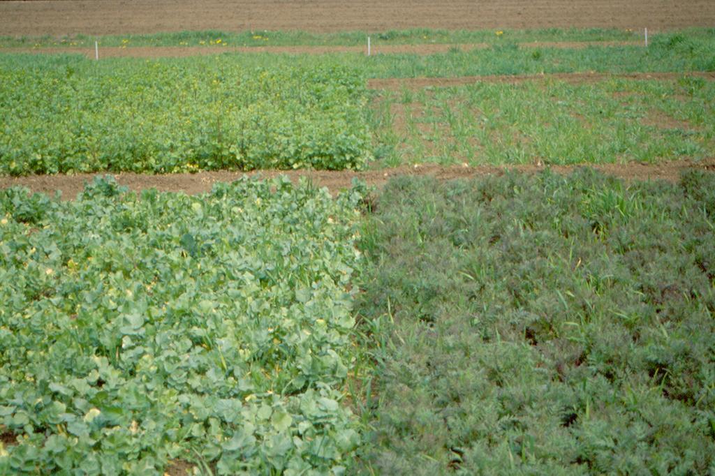 La scelta delle cover crop