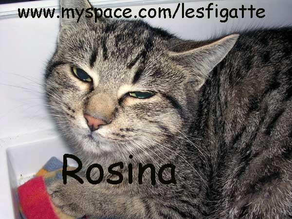 FATE GIRARE! GRAZIE Rosina è molto molto simpatica, quando gioca non miagola ma emette una specie di suono che ricorda una tortorella.