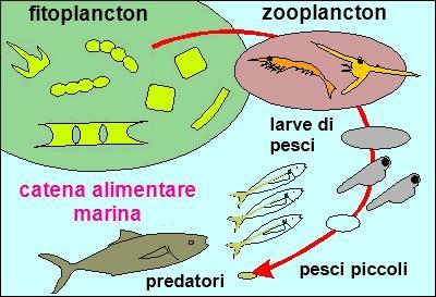 www.matematicamente.it Ecologia 1 Ecologia di Giovanna Puppo 1. La parola ecologia deriva da una parola greca che significa A. Esseri viventi B. Casa C. Armonia D. Predazione 2.