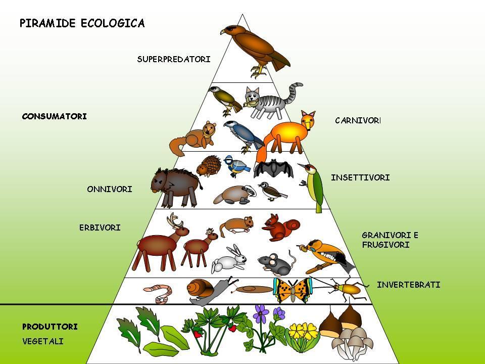 www.matematicamente.it Ecologia 2 6. Il ruolo di decompositori è svolto soprattutto da quali organismi A. Gli animali parassiti B. Erbivori C. Tutti gli animali D.