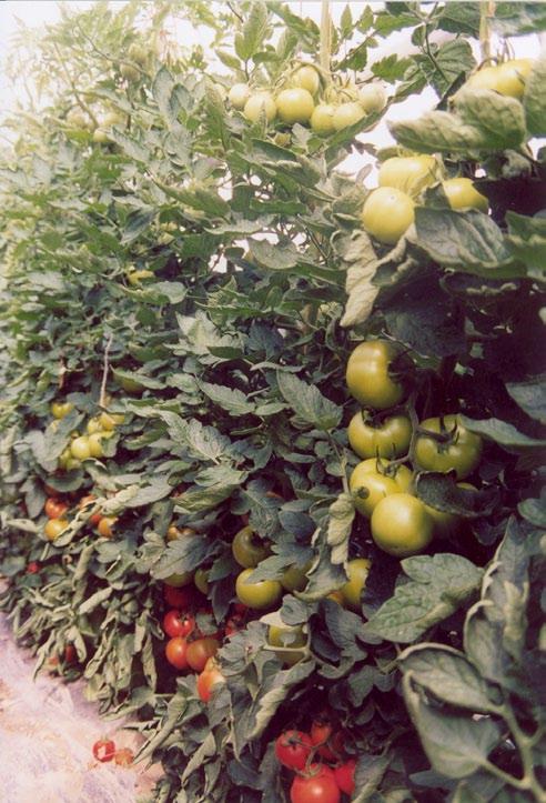 coltivazione. In particolare l aumento produttivo del pomodoro è stato del 25-30%, mentre in tutto l areale vi è stata un inflessione del 20%.