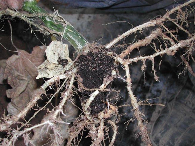 Agosto 2007, coltivazione di pomodoro dopo tre anni di trattamento con Bio Aksxter - particolare dell assenza di galle da nematodi sulle radici Ottobre 2007, coltivazione di