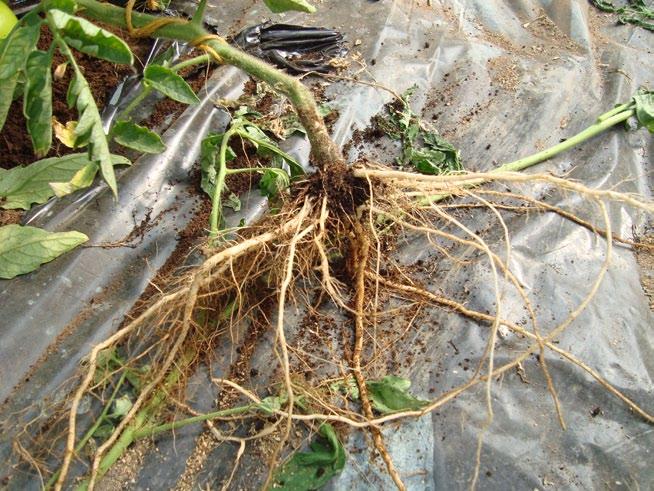Nel primo anno di utilizzo di Bio Aksxter la presenza di nematodi sulle radici del pomodoro è rimasta circoscritta solo ad alcune zone e non ha causato perdite