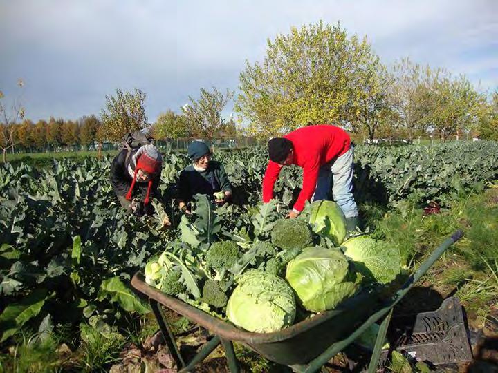 CONDIVIDENDO BUONO E CATTIVO RACCOLTO I SOCI DELLA