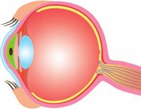 È composto dalla sclerotica, una membrana bianca che lo avvolge e che nella parte anteriore diventa trasparente e viene chiamata cornea.