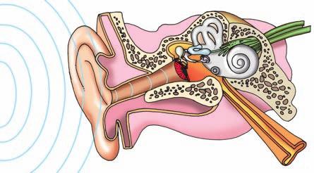 L orecchio esterno è la parte visibile dell organo ed è composto dal padiglione auricolare, che riesce a raccogliere le onde sonore con la sua speciale forma ad imbuto.