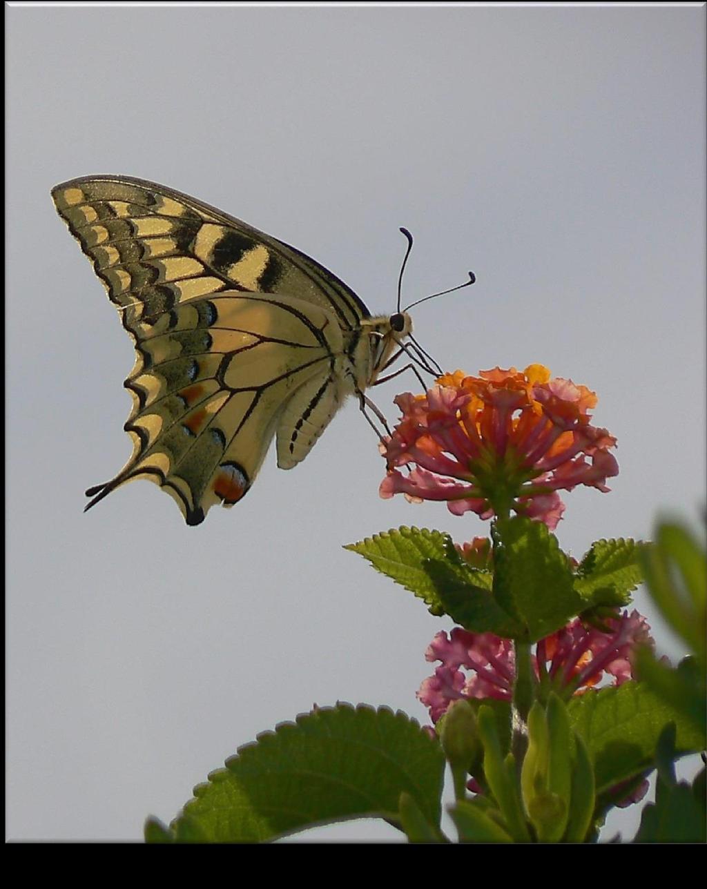 Papilio machaon Di tutta la fauna entomologica presente, rappresentata praticamente da elementi appartenenti ad ogni gradino della scala sistematica della Classe, merita certamente menzione un