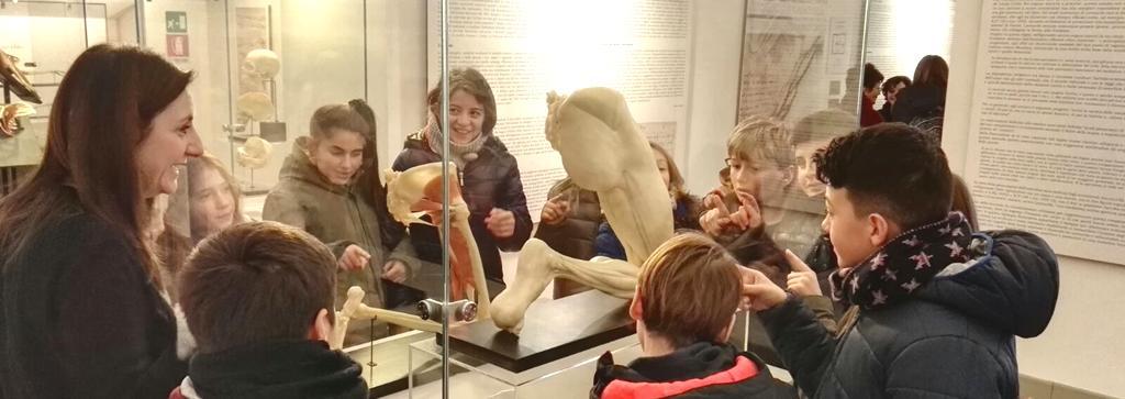 Leonardo e l anatomia Laboratorio didattico sugli studi di Leonardo sul corpo umano Dopo la visita alla sezione di anatomia con le raffinate sculture in ceroplastica anatomica che visualizzano in tre