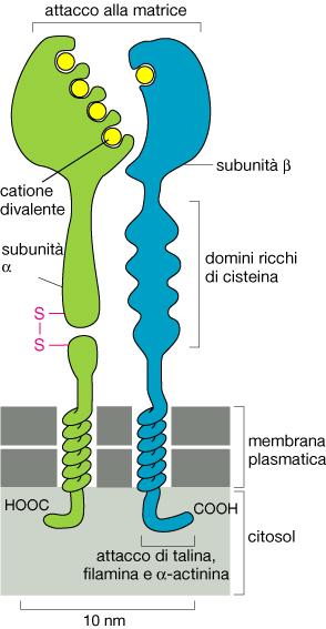 INTEGRINE Sono i principali recettori proteici che le cellule usano sia per legarsi che per rispondere alla MEC Sono costituite da 2 subunità glicoproteiche transmembrana (alfa e beta)
