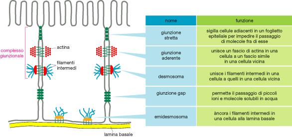 giunzioni cellula-cellula varie giunzioni