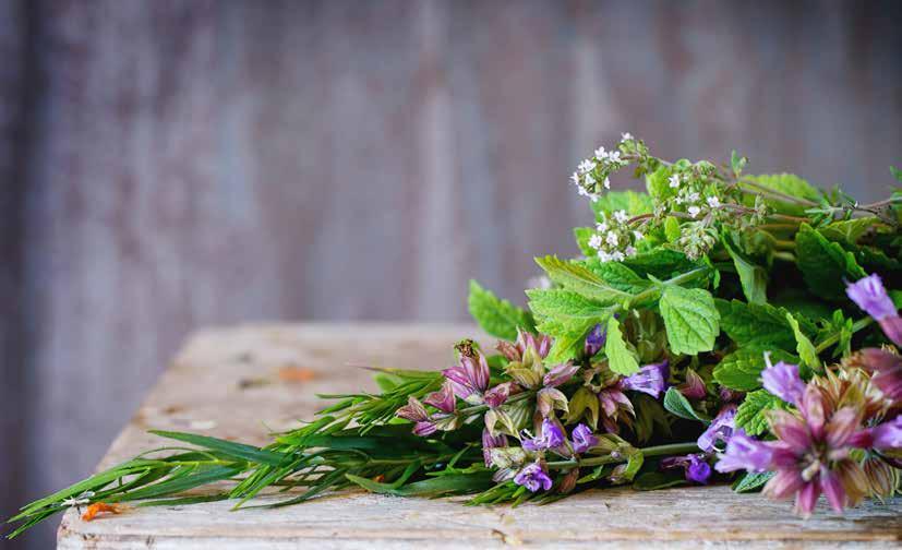 TINTURE MADRI Le tinture madri sono soluzioni alcoliche o idroalcoliche che si ottengono per estrazione o macerazione, in alcool, di piante fresche appena triturate (raramente essiccate), raccolte in