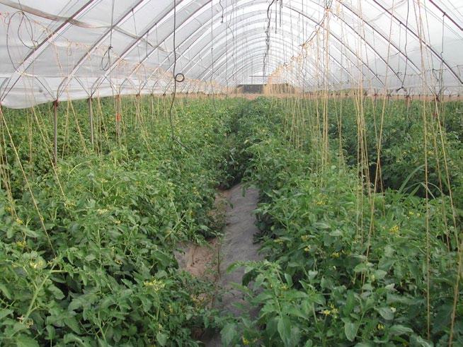 Nel giugno 2007 la cooperativa agricola Cà Magre ha iniziato ad impiegare Bio Aksxter nelle coltivazioni in serra, con l obbiettivo di migliorare ulteriormente le produzioni ed aumentare le