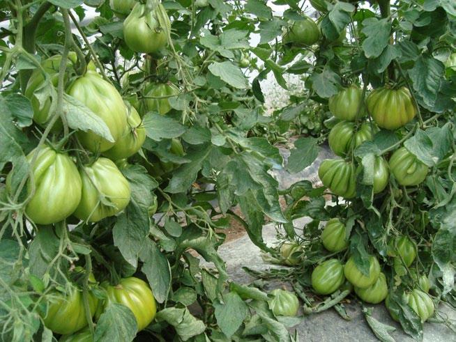 - le produzioni di pomodoro sono sempre state elevate, così quelle di fragola che, anche nei periodi più caldi, si sono
