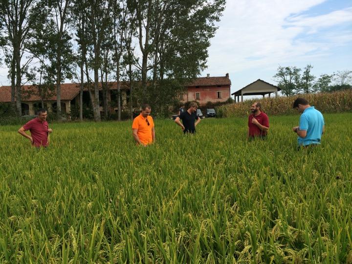Sostenibilità agronomica ed economica della coltivazione biologica del riso Passerà attraverso alla messa a punto ed all impiego di tecniche appropriate di coltivazione e di lotta alle avversità ma