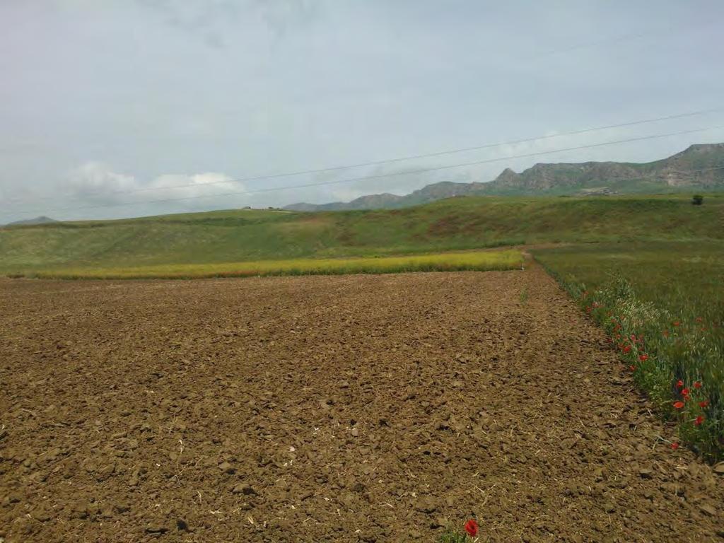 Consiglio per la Ricerca e la Sperimentazione in Agricoltura, Centro di Sperimentazione e Certificazione delle Sementi (CRA-SCS), sede di