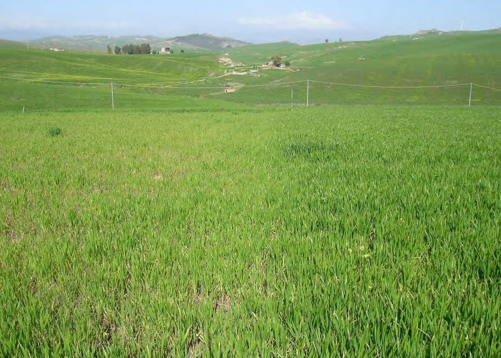 Consiglio per la Ricerca e la Sperimentazione in Agricoltura, Centro di Sperimentazione e Certificazione delle Sementi (CRA-SCS), sede di Palermo