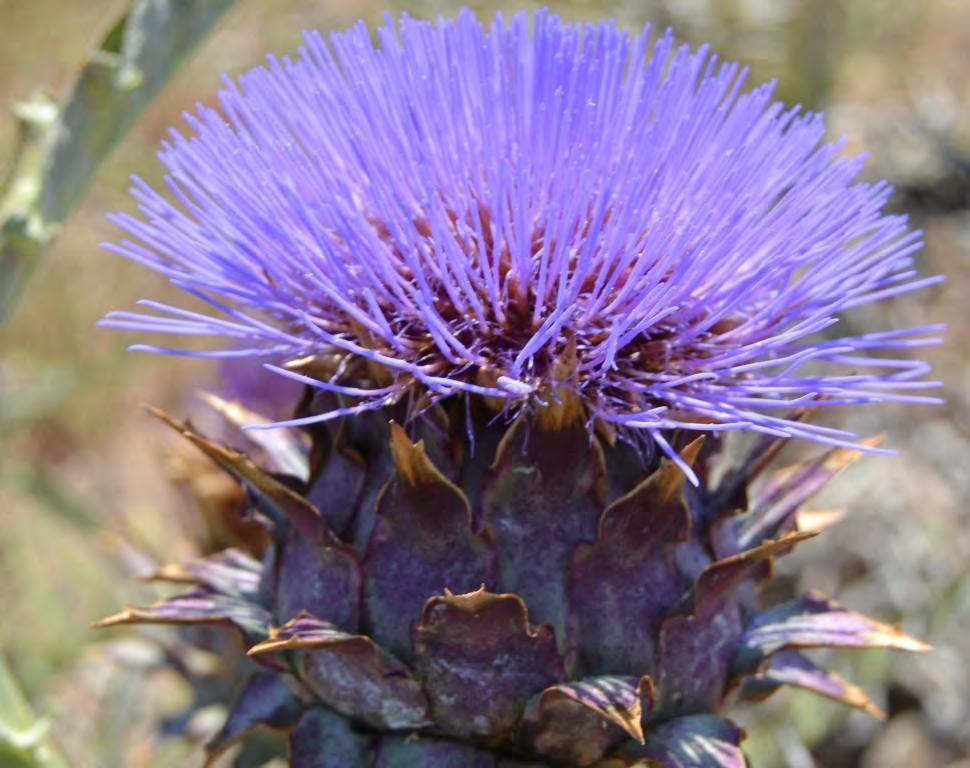 Istituto per i Sistemi Agricoli e Forestali del Mediterraneo del CNR