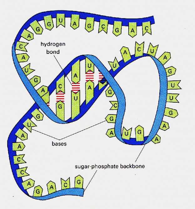 neosintetizzata è antiparallela alla catena di DNA stampo e 2) la direzione della sintesi è 5 ---->3 C5 RNA crescente DNA stampo C3
