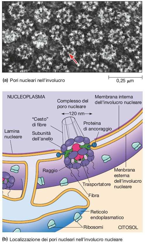 COMPLESSO DEL PORO NUCLEARE costituito da più di 30 nucleoporine Una cellula di mammifero in attiva crescita può sintetizzare 20000 subunità ribosomiali al minuto!