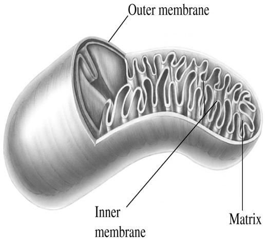 29 I Mitocondri sono costituiti di 3 parti: MEMBRANA ESTERNA: ricopre il mitocondrio