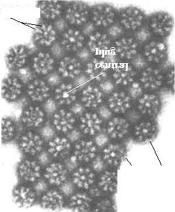Complesso del poro (vedi Figure 12-10,
